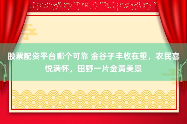 股票配资平台哪个可靠 金谷子丰收在望，农民喜悦满怀，田野一片金黄美景